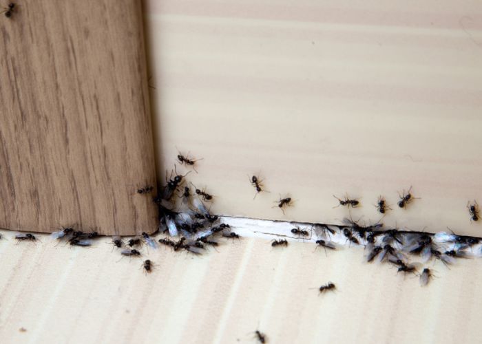 Dedetização de Formigas